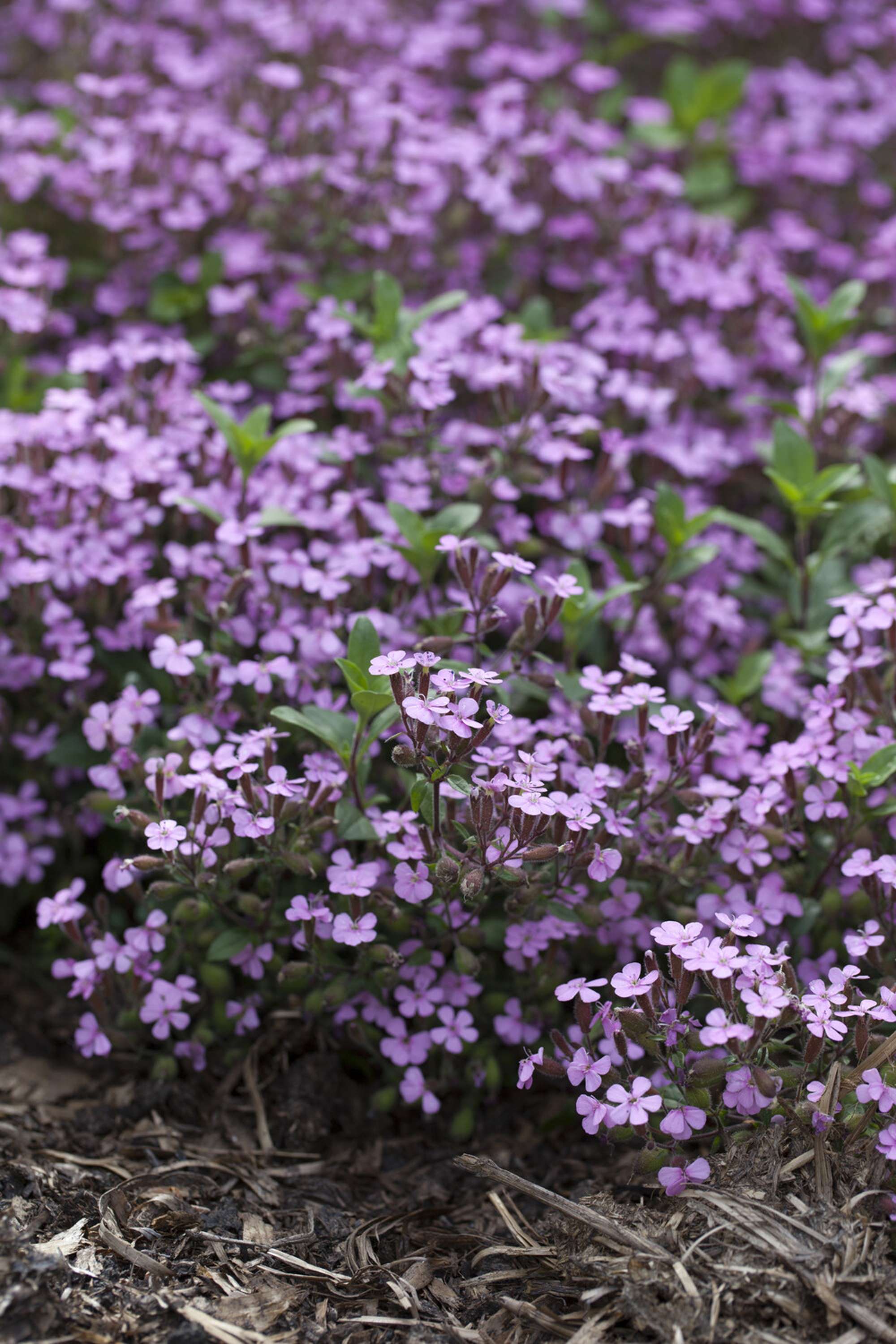 Såpnejlika 'Ocymoides'